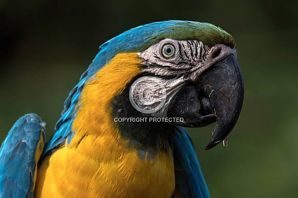 Blue and Gold Macaw Side Profile
