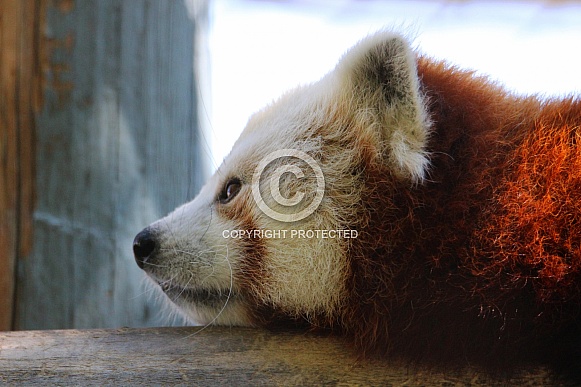 Red Panda Profile Close Up