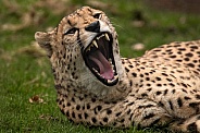 Cheetah Lying Down Yawning Mouth Open