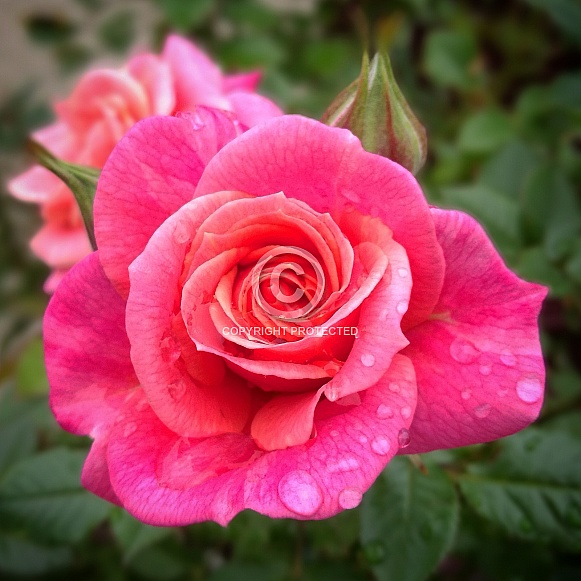 Water droplets on pink rose