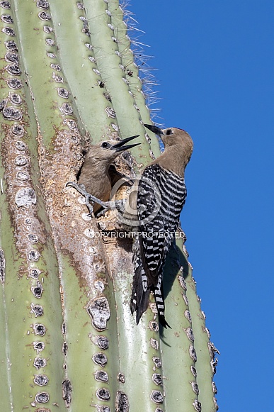 Pair of Cactus Wrens and Saguaro Nest