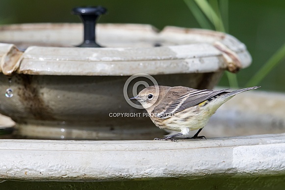 Female Yellow-rumped Warbler at the Fountain
