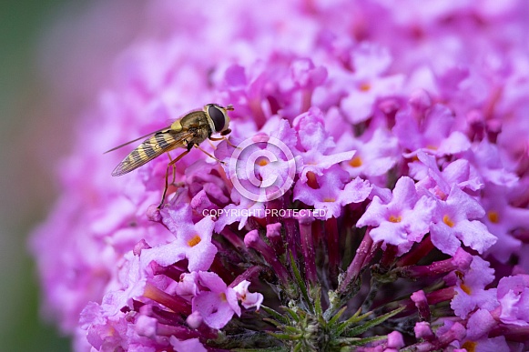 Hover Fly / Syrphid Fly - Syrphus torvus