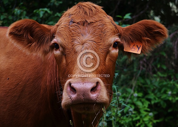 Simmental Cattle - Cow
