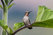 Hummingbird-Anna and the Beanstalk