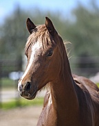Head shot photograph of a young Arabian horse