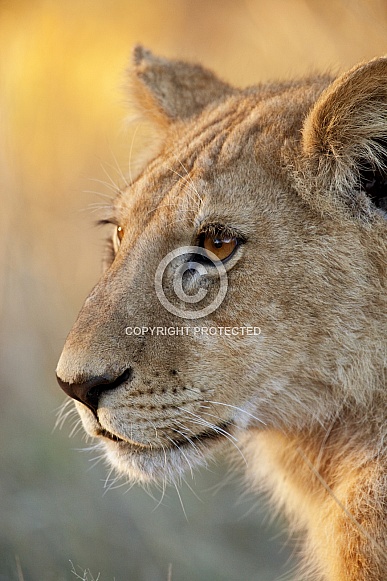 Lioness - Okavango Delta - Botswana