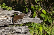 Dwarf Mongoose - Botswana
