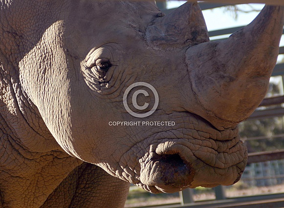 White Rhino profile