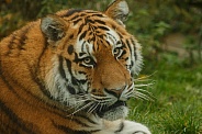 Amur Tiger Looking Over Shoulder At Camera