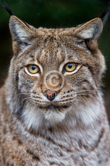 Lynx Portrait