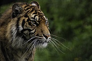 Sumatran Tiger Side Profile Shot