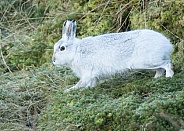 Mountain Hare on the Move