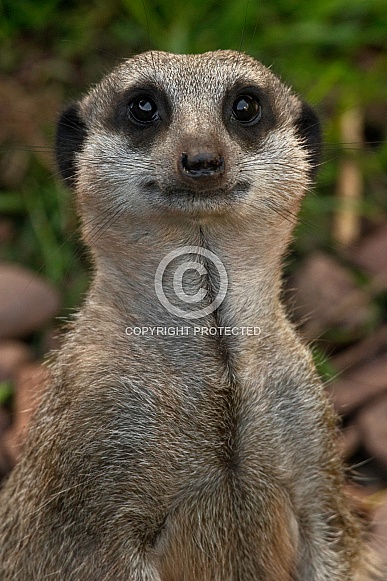 Meerkat Portrait Shot