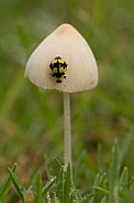 Fungus-eating ladybird.