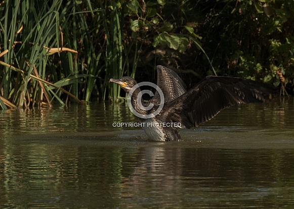 Juvenile Cormorant Taking Off