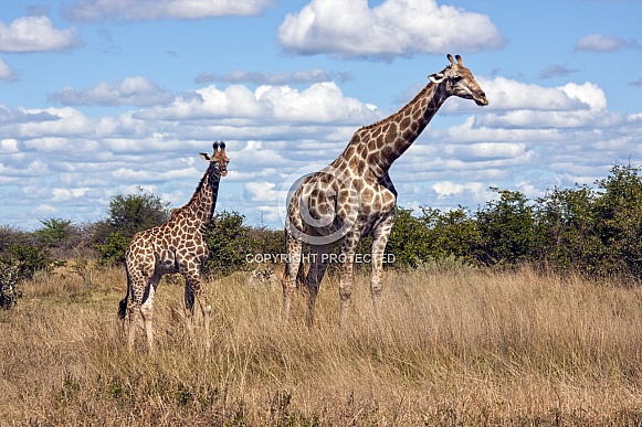 Mother and young Giraffe - Botswana