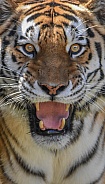 Amur Tiger Profile