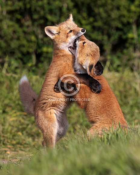 Red Fox-Toe To Toe Kits