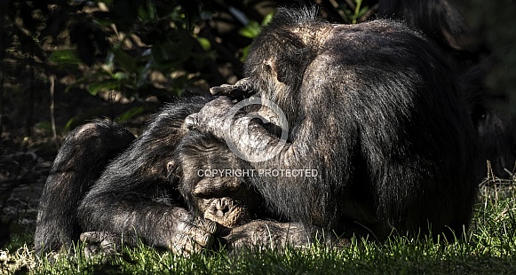 Two Chimpanzee's Grooming Each Other