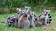 Ring Tailed lemurs