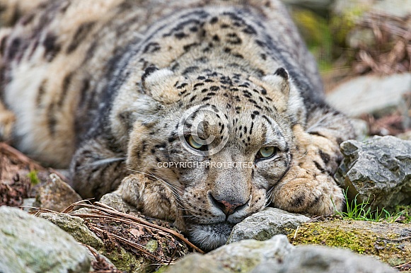 Snow Leopard Resting