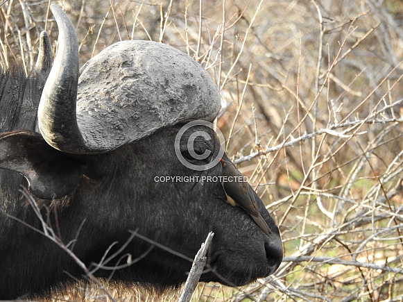 African Buffalo with Oxpecker
