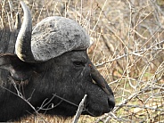 African Buffalo with Oxpecker
