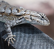 eastern fence lizard (Sceloporus undulatus) close up of face