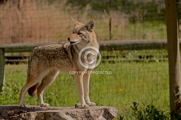 Coyote howling