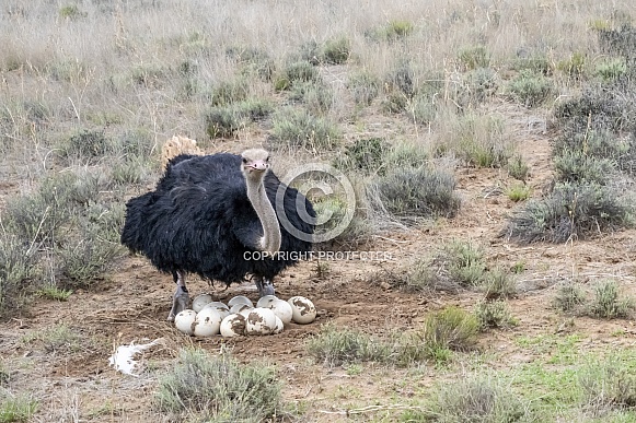 Ostrich with Nest - Male
