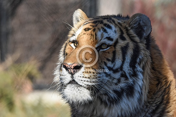 Amur Tiger