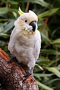 Lesser Sulphur Crested Cockatoo