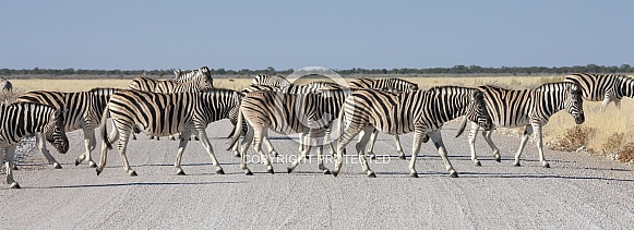 Herd of Zebra (Equus quagga) Namibia