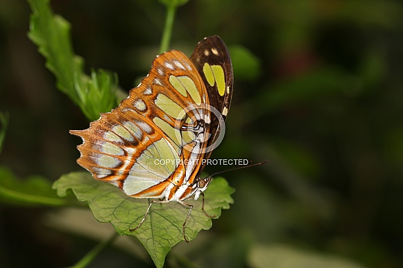 Malachite butterfly (Siproeta stelenes)