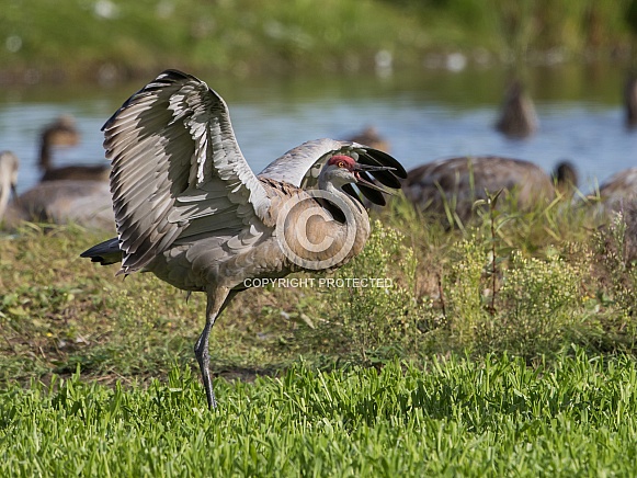 Sandhill Crane Stretching or Flapping Wings