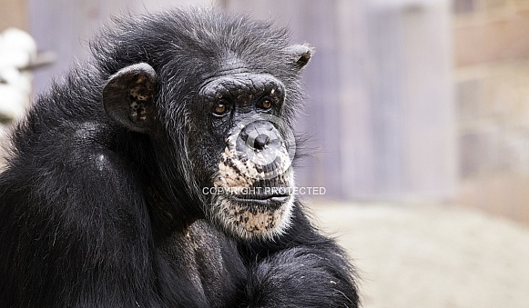 Chimpanzee Head On Arms Sitting