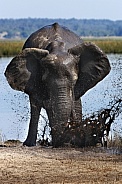 African Elephant taking a mud bath - Botswana