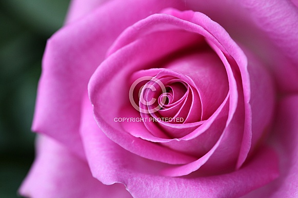 Pink rose (rosa)