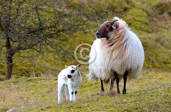 Drenthe Heath sheep