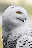 Snowy Owl--Arctic Snowy