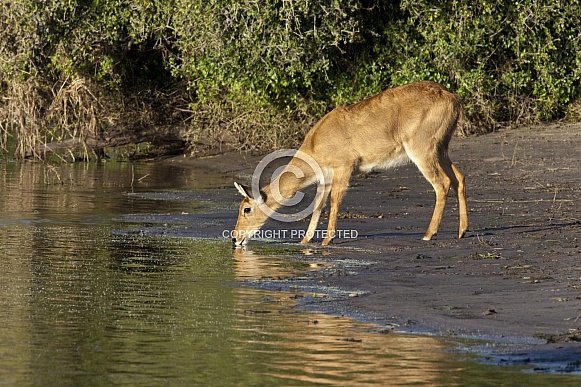 Puku Antelope (kobus vardonii)