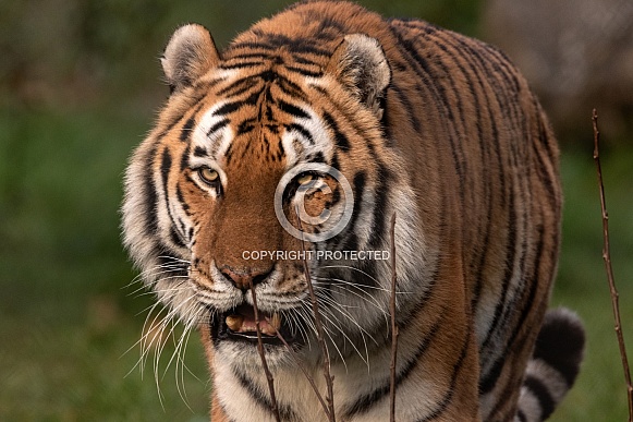 Amur Tiger Close Up Walking