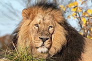 Asiatic Lion Male