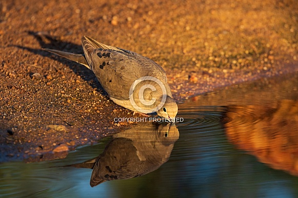 A Mourning Dove Reflection in a Pond