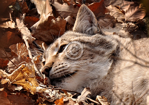 Relaxing Lynx