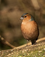 Common Chaffinch (male)