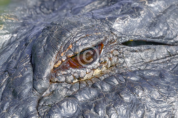 Close up macro photo of eye ball of an American alligator - A. mississippiensis