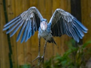 Shoebill aka Shoe billed stork - Balaeniceps rex - in flight