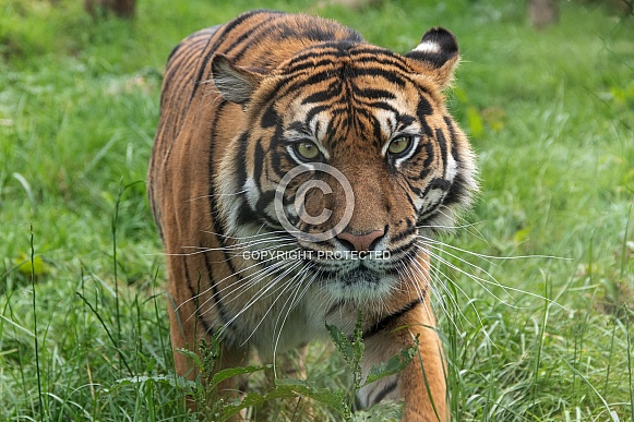 Sumatran Tiger Stalking Towards Camera
